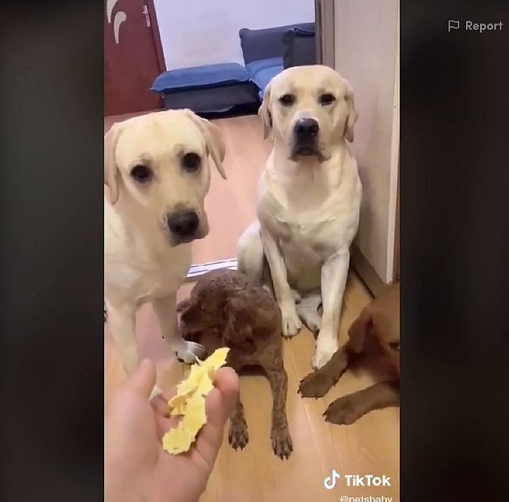 Un perro que delata a otro con la pata