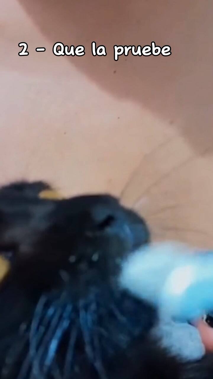 Cepilla Los Dientes De Tu Gato, Puedes Incluso Prevenir Enfermedades Graves, Aquí Te Dejamos Algunos Tips Que Te Pueden Ayudar. #Cepilladodentalgatos #Recetasfelinas #Gatosanogatofeliz