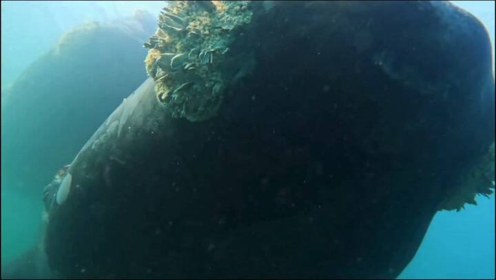 “Los animales ponen las reglas”: la soprendente experiencia de bucear con lobos marinos, delfines y ballenas