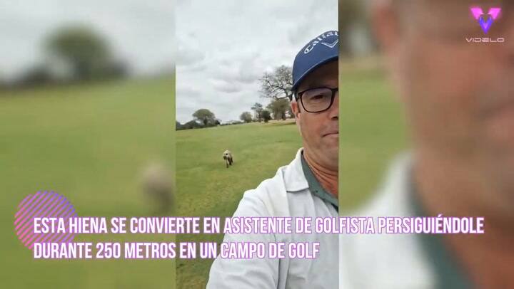 Esta Hiena Se Convierte En Asistente De Golfista Persiguiéndole Durante 250 Metros