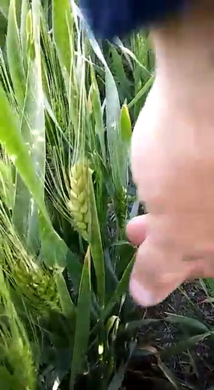 Fuertes pérdidas por helada en el sudeste de Córdoba