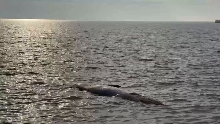 El cuerpo de la ballena frente a la Costanera