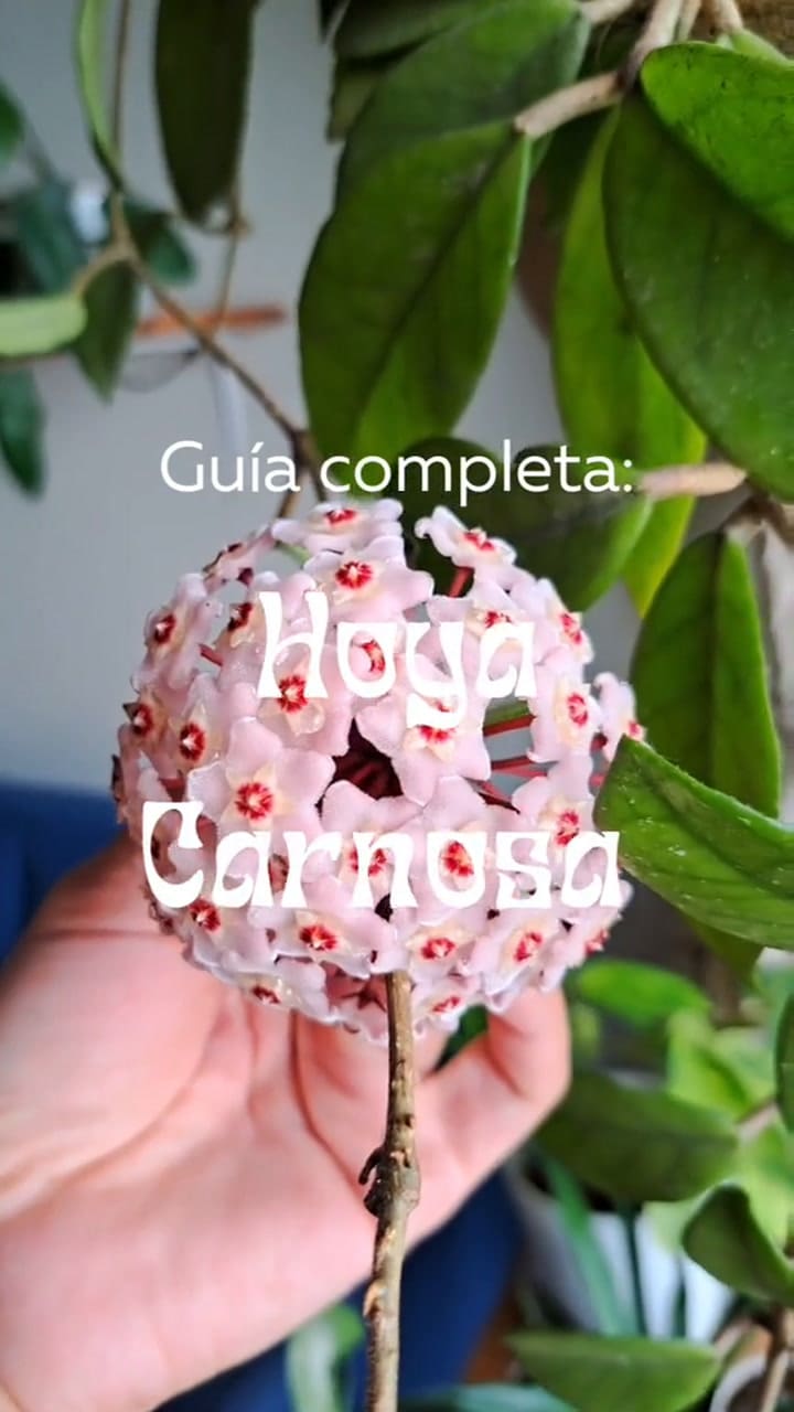 Es una especie ideal para principiantes o personas con poco tiempo para dedicarle al cuidado