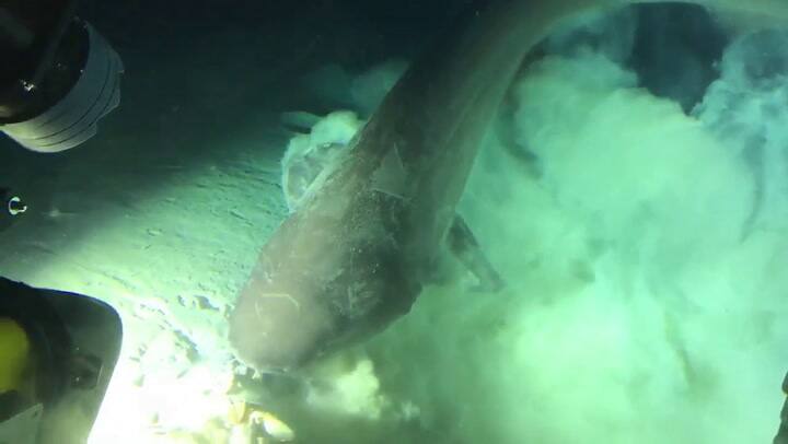 Registran a la especie de tiburón más antigua del planeta - Crédito: Gavin Naylor