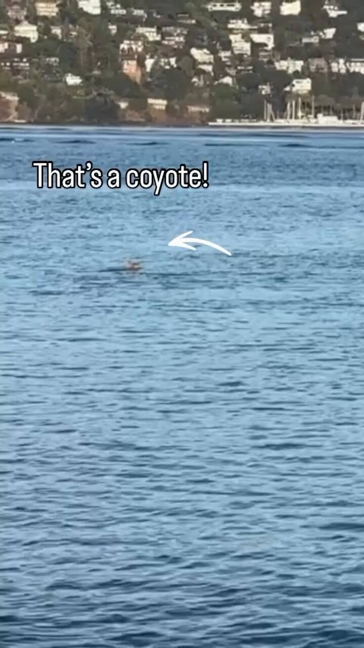 Las autoridades del Parque Estatal Angel Island, en San Francisco, advirtieron que un coyote nadaba en sus aguas
