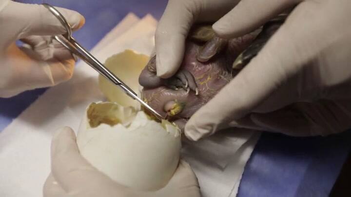 El nacimiento del condor en el Ecoparque de la Ciudad - Fuente: GCBA