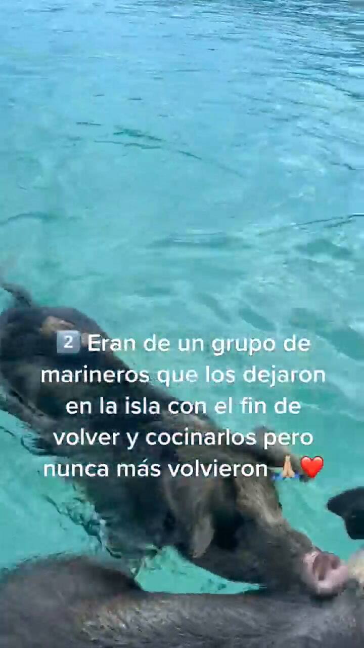 Las teorías sobre el origen del los cerdos en Bahamas