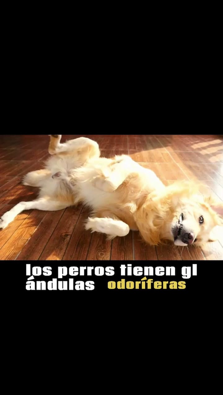 Por Qué Los Perros Se Revuelcan En El Piso O Cosas Sucias