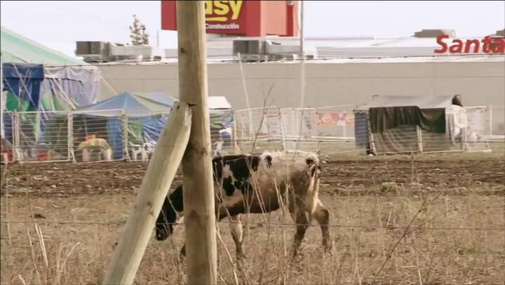 Tra´iler de El gran circo pobre de Timoteo