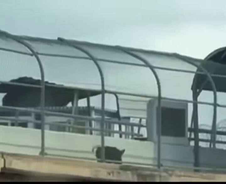 Un jabalí sobre el Puente Internacional de Eagle Pass, en Texas