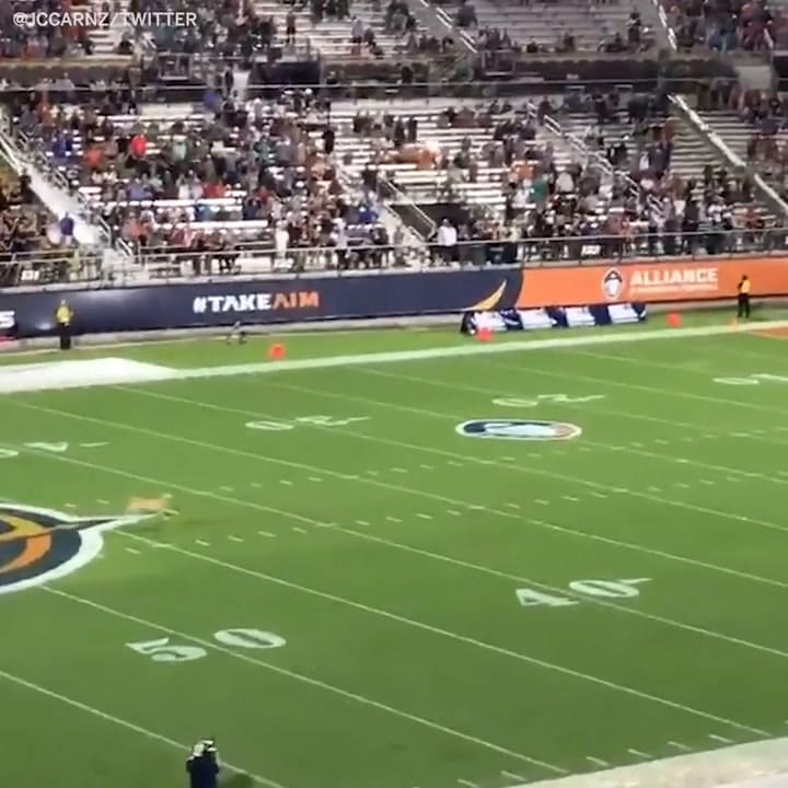 Récord canino: perro atrapa el lanzamiento de un frisbee de 83 metros de longitud y es ovacionado