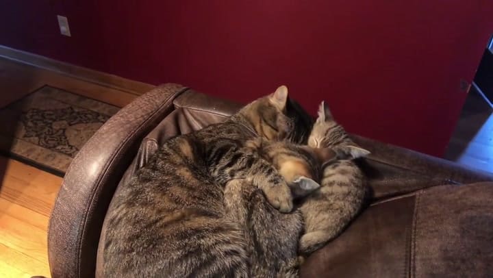 El gato que cuidó de dos gatitos sin mamá - Fuente: YouTube