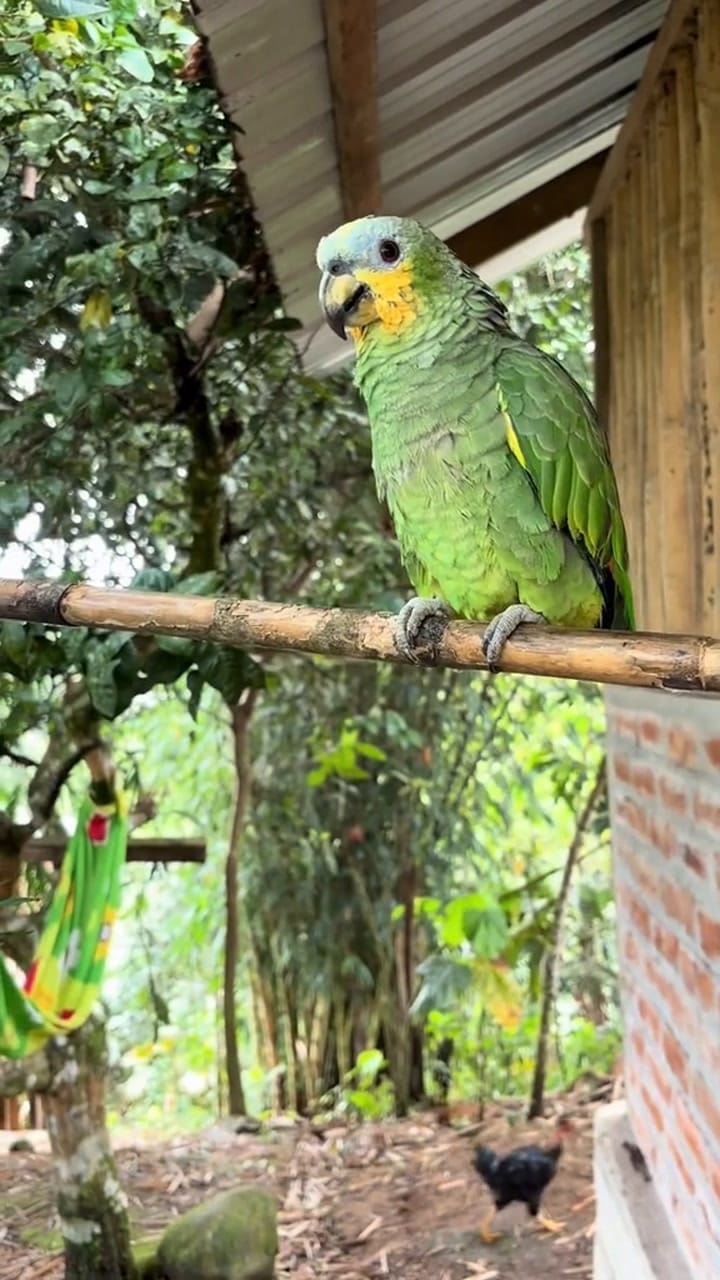 Una chica australiana encontró el amor en Ecuador