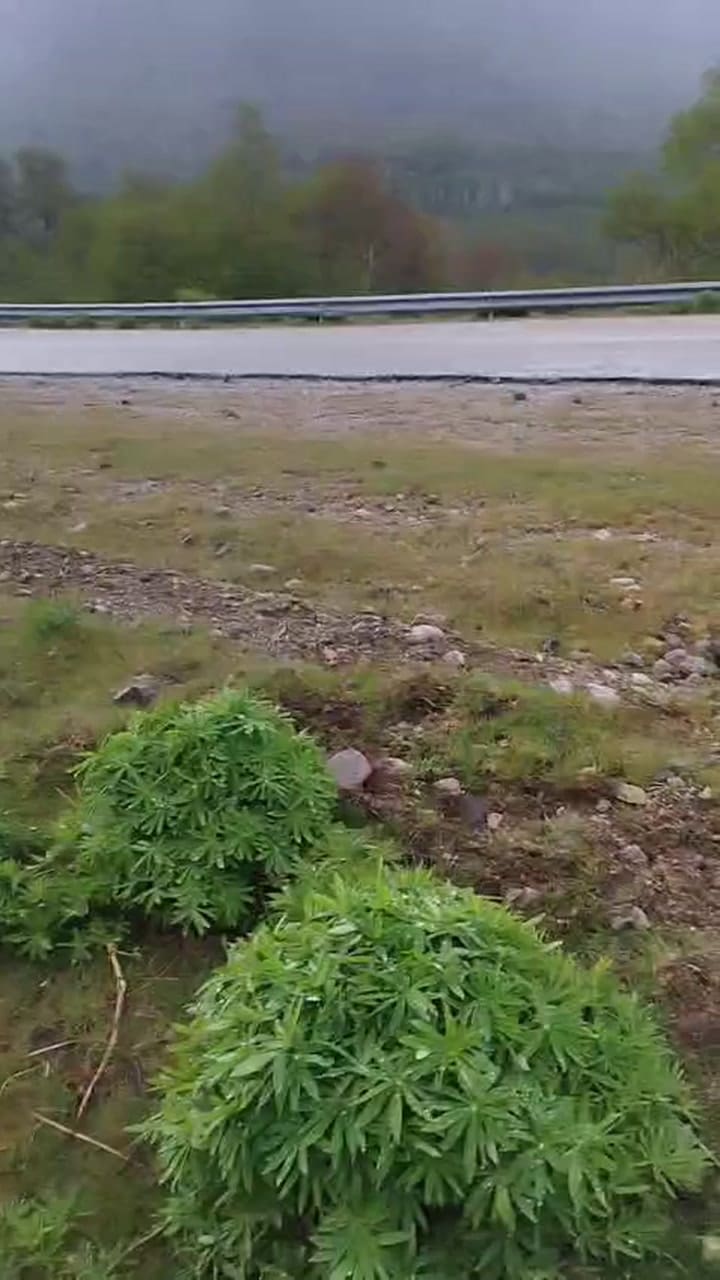 Un huemul en la ruta 40