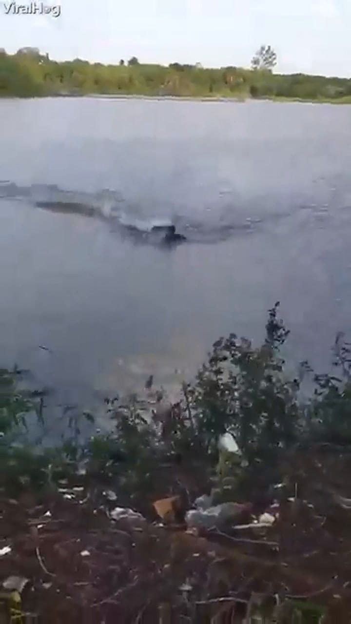 El impresionante ataque de un cocodrilo a un hombre en un lago de Brasil