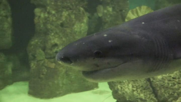 Día mundial de la protección de la naturaleza: conocé cómo se trabaja para conservar al tiburón gato