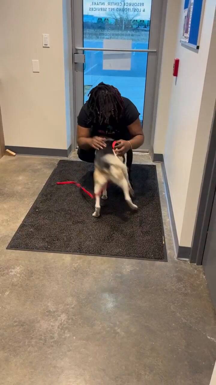 Un perro se reunió con su dueña luego de que lo abandonaran sin su consentimiento