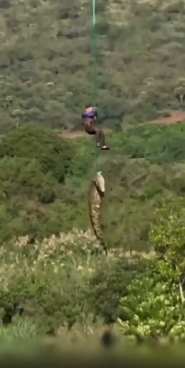 El cocodrilo que encontraron en Sudáfrica