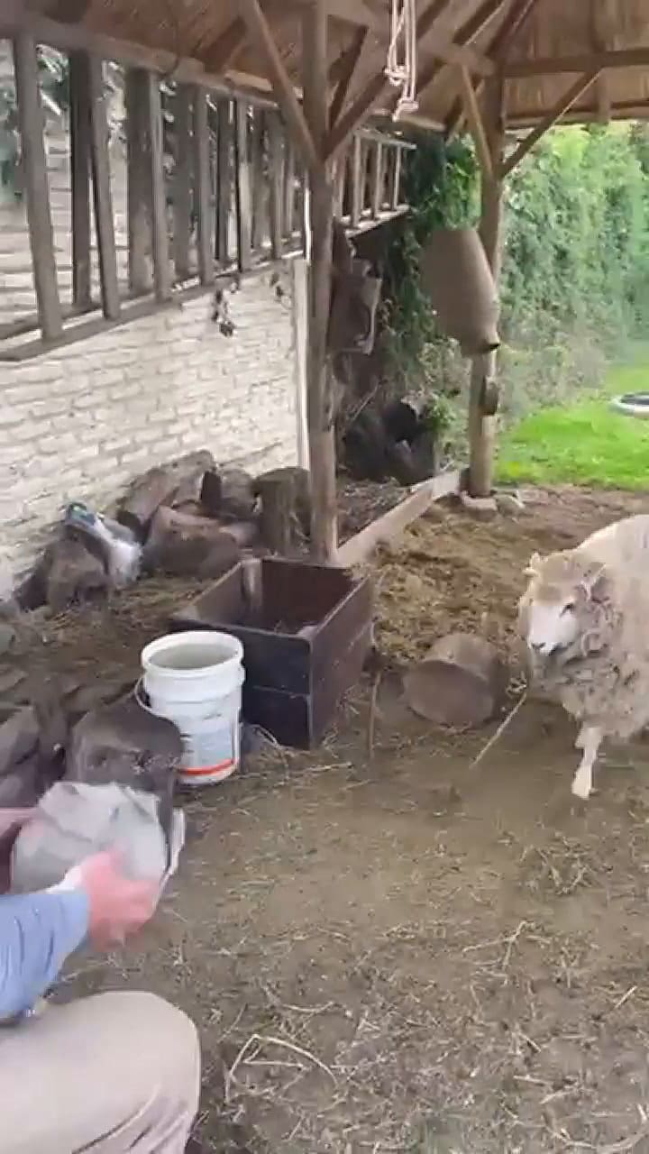 La emotiva historia detrás de la oveja que se volvió viral por jugar al fútbol