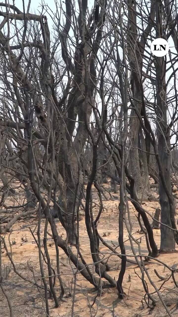 Cholilia: el impacto de los incendios en la actividad rural