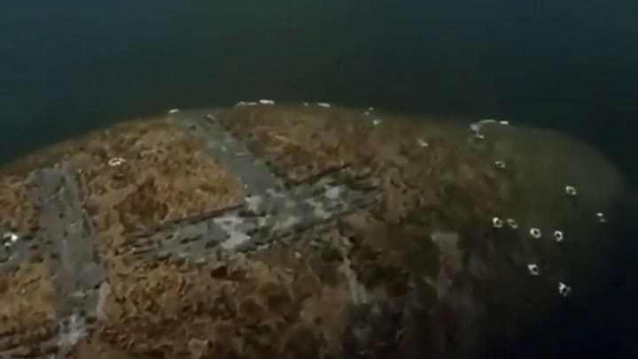 Maltrato animal: apareció un manatí con la palabra 'Trump' escrita en el lomo