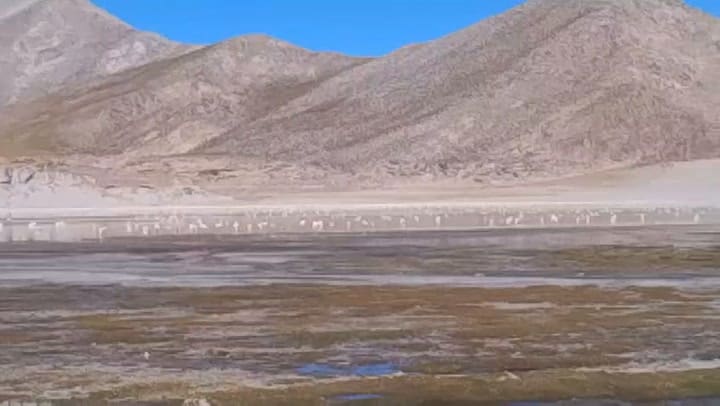 Parinas en la Laguna Grande, Catamarca