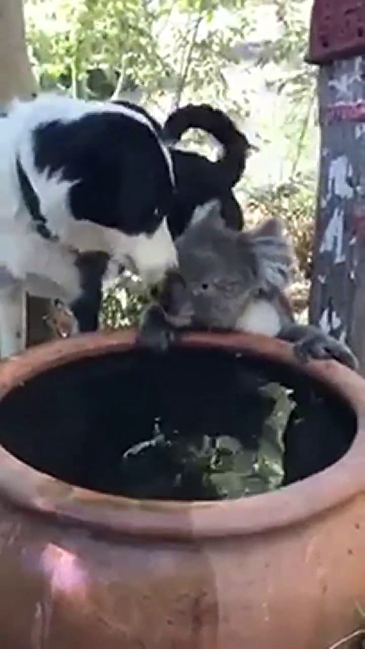 Un perro le comparte su agua a un koala sediento