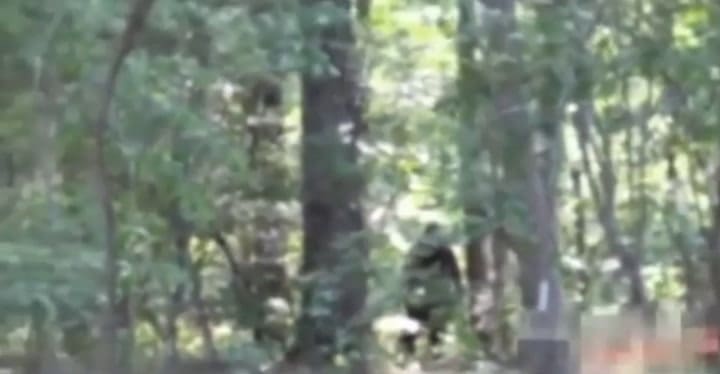 Pie Grande aparece en un bosque de Georgia