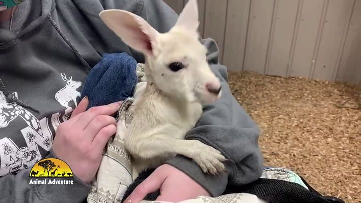 Nace un extraño canguro blanco en el zoológico de Nueva York.- Fuente: Facebook