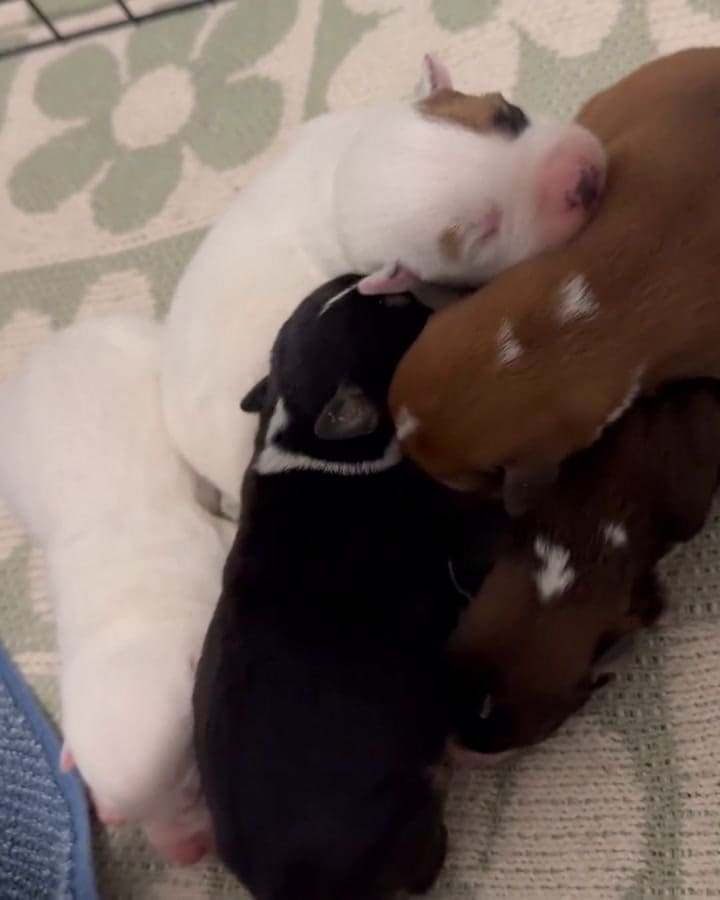 Así encontró a los cachorros en medio de la ola de frío