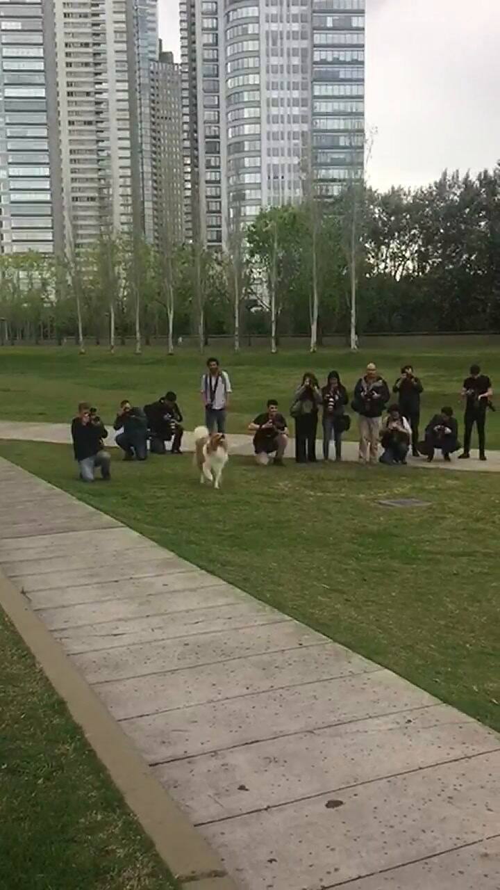 Distendido, Alberto Fernández jugó con su perro en el inicio de la jornada electoral