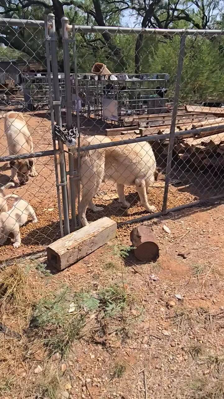 El duro momento de una perra con sus cachorros en un terreno abandonado
