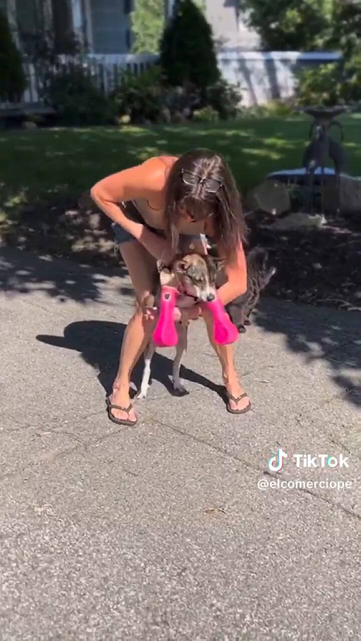 El perro que emocionó a todos