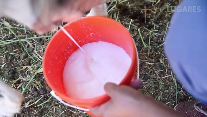 QUESO DE CBRA JUJUY-ESTRELLA HERRERA