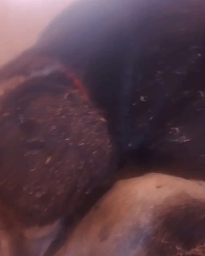 The worms were eating Fico