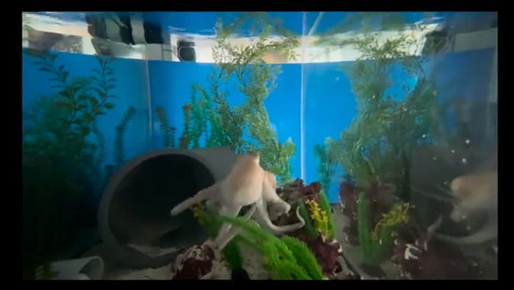 Do Octopuses Have Nightmares