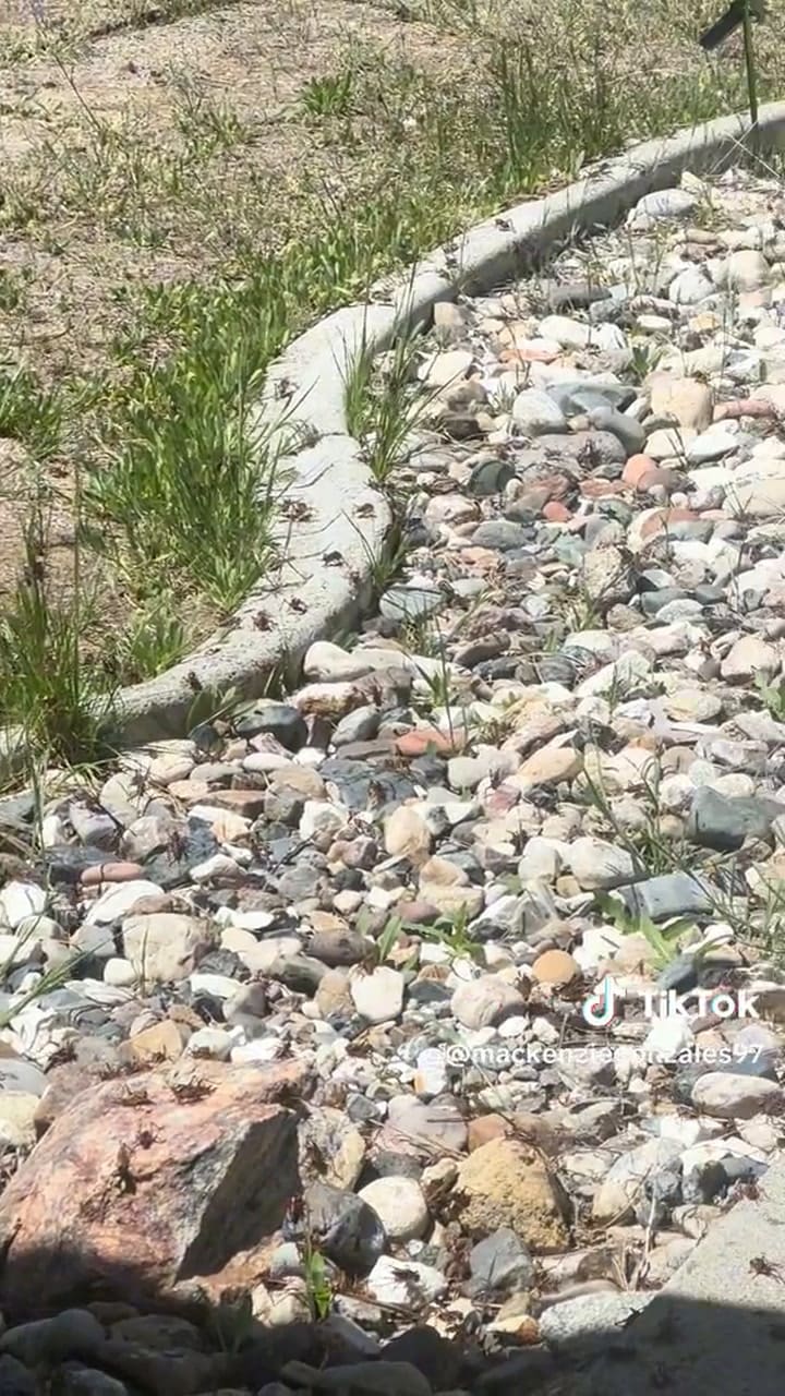 Un enjambre de grillos caníbales invadieron en Nevada