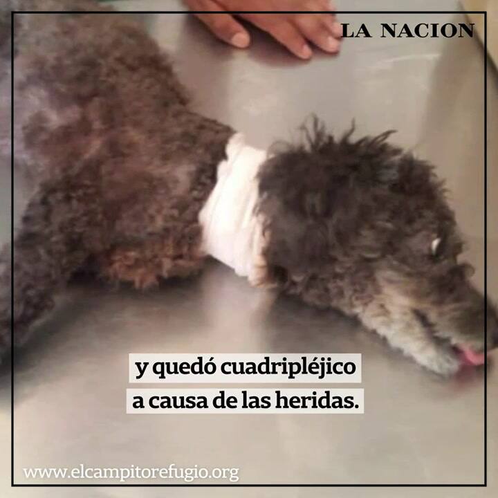 Este perrito quedó inválido pero una abuela usó su jubilación para salvarlo