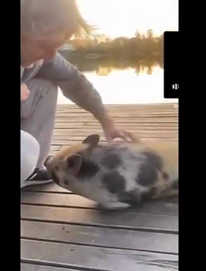 Facundo Arana juega con su simpática cerdita Púa