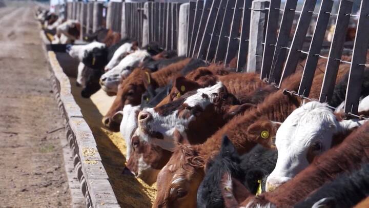 La pelea por los votos en las dos caras del campo