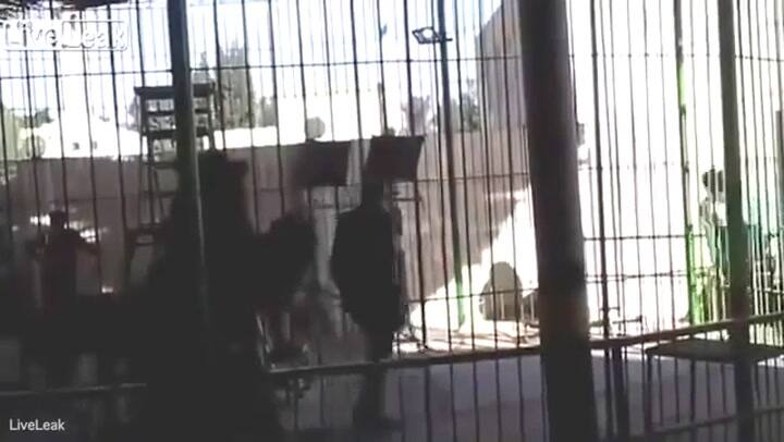 Un león mató a un domador en plena función