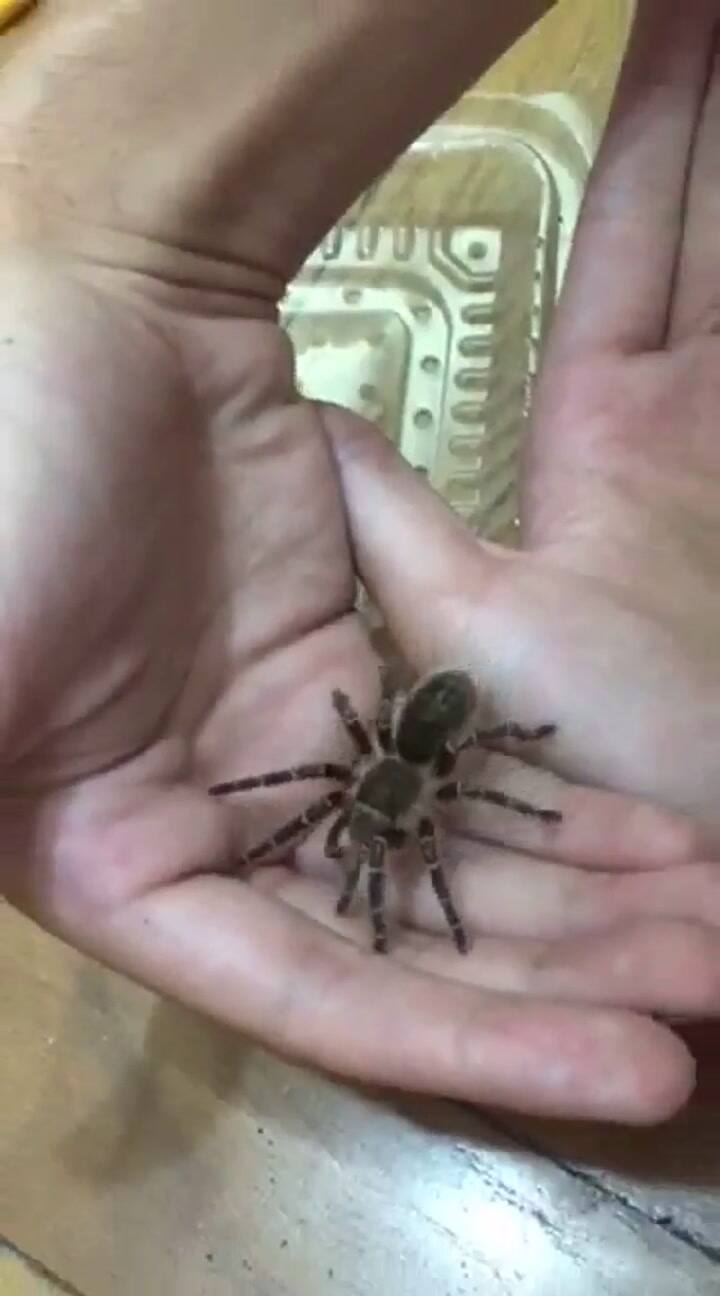 Tarántulas en Caballito