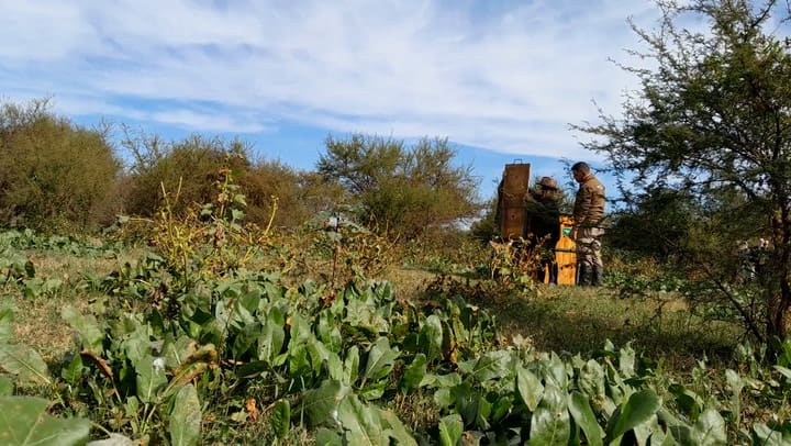 Aguará Guazú - Reinserción (1)