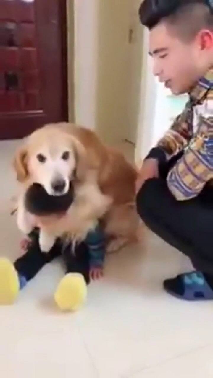 Un perro abrazó a un niño para defenderlo de un reto - Fuente: Facebook