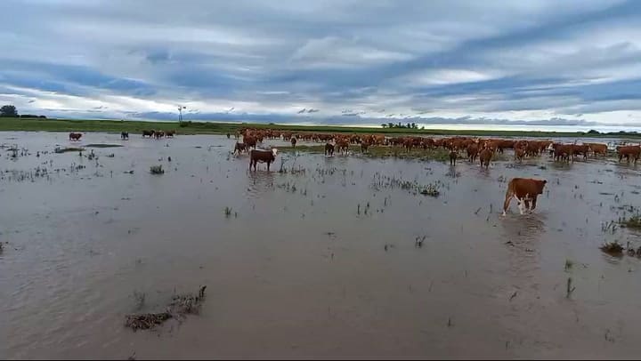 Whatsapp Video 2024-03-17 At 17.23.21