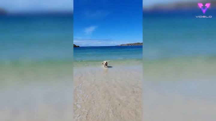 La conmovedora historia de Bailey, que tenía una esperanza de vida en dos años y logró superarla