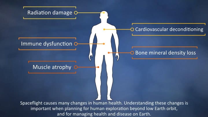 Así se deterioran los huesos en el espacio: un estudio con ratones mostró el efecto de la falta de gravedad en el cuerpo
