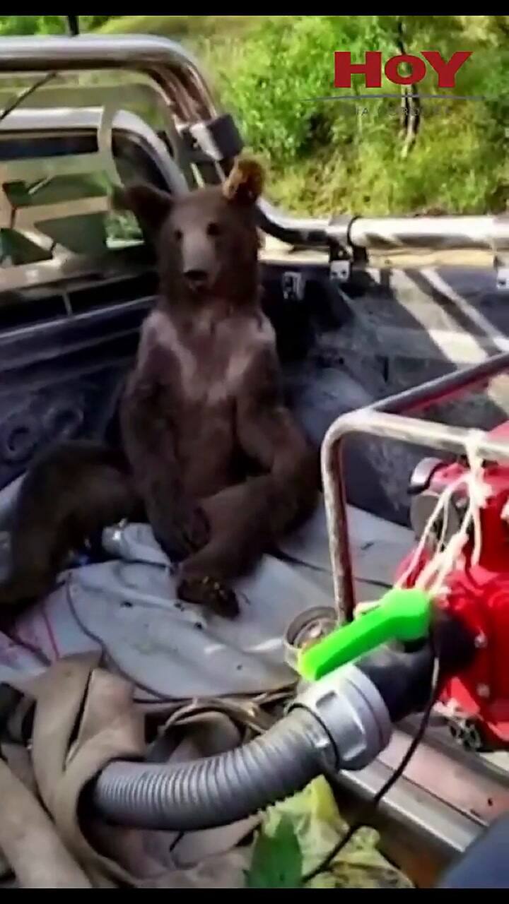 Rescatan a un oso cachorro que se intoxicó con “miel loca”: en qué consiste esta sustancia alucinóge