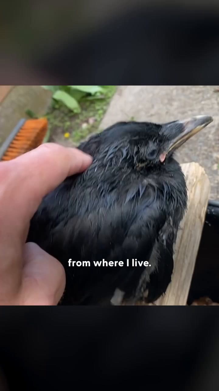 La conmovedora historia de Klaus el cuervo adoptado por un docente y sus alumnos