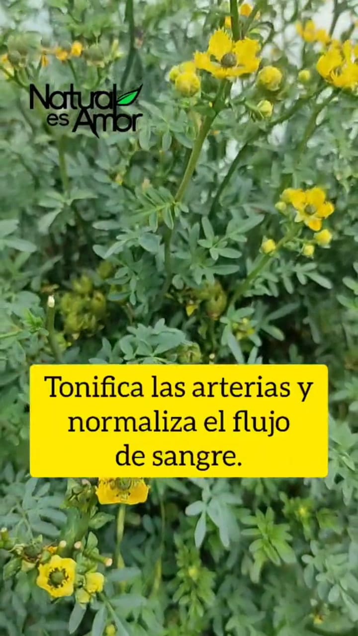 Beneficios de la ruda